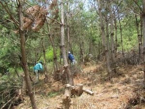 猪名川町柏原活動地の松林整備