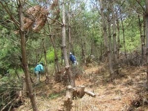 猪名川町柏原活動地の松林の整備