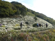 兵庫県の花「のじぎく」の栽培
