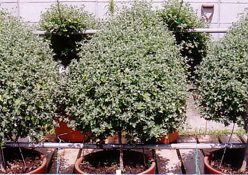 但馬に　のじぎくの郷を　3