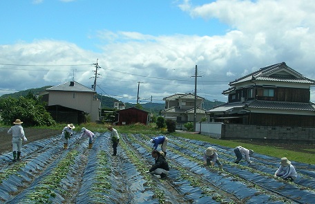 農業体験募集(さつま芋栽培)