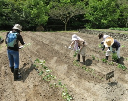 サツマイモをつくろう!苗植え