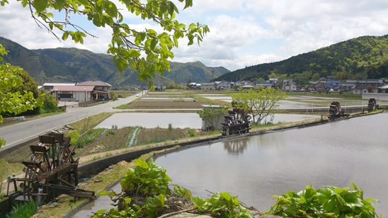 水稲収穫作業・竹林整備作業ボランティア参加者募集