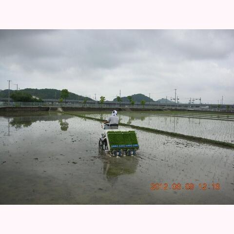 米作りボランティア募集