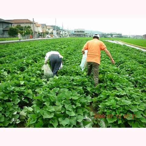 マルチ張りとさつまいも苗植え支援