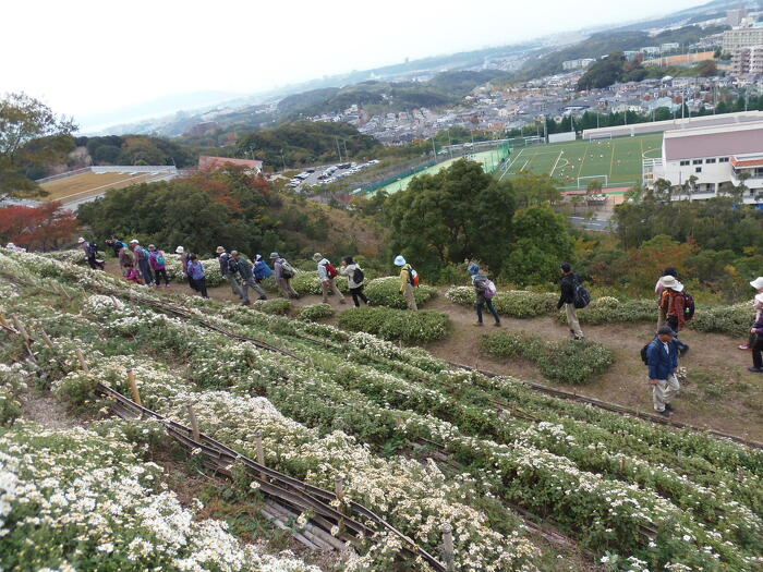 野路菊の丘風景（開花期）