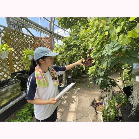 夏ボラの写真